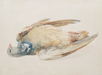 Pigeon, från The Farnley Book of Birds, c.1816 (penna och akvarell på papper)