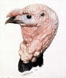Turkiet, från The Farnley Book of Birds, ca. 1816 (penna & bläck och akvarell på papper)