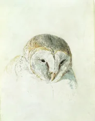 White Barn Owl, från The Farnley Book of Birds, c.1816 (penna och akvarell på papper)