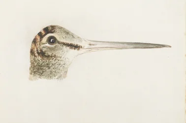Morkulla, ur The Farnley Book of Birds, ca 1816