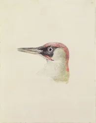 Hackspett, från The Farnley Book of Birds, c.1816 (penna och akvarell på papper)