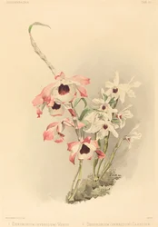 Dendrobium Hybridium Venus och Dendrobium Hybridium Cassiope.