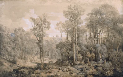 australiensisk skog