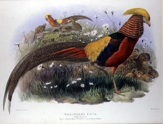 Thaumalea picta (Guldfasan) graverad av M. & N. Hanhart