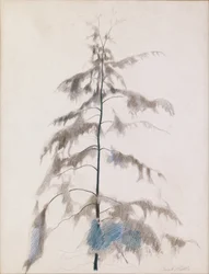 Tall