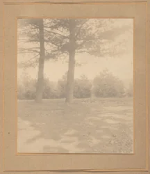 Landskap med träd,ca. 1900 (foto)