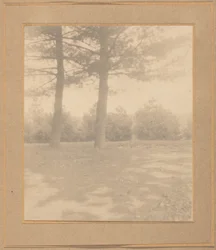 Landskap med träd, ca. 1900.