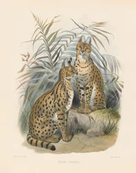 Afrikansk serval (Felis serval)