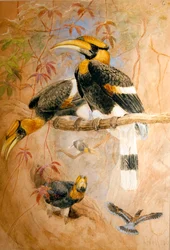 Konkav-casqued Hornbill (Dichoceros bicornis), 1856-67