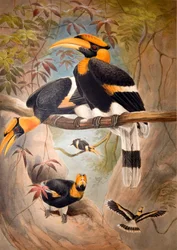 Konkav Hornbill-hjälm, 1861