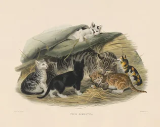 Huskatt med kattungar (Felis domestica)