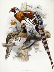 Elliots fasan, 1865