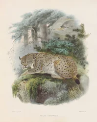 Eurasiskt lodjur (Felis cervaria)