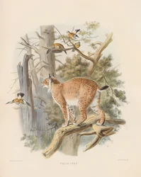 Eurasiskt lodjur (Felis lynx)