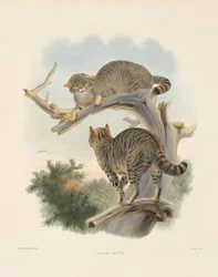 Europeisk vildkatt (Felis catus)
