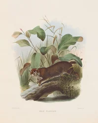 Platthårig katt (Felis planiceps)