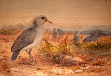 Kagu (Rhinochetus jubatus), c.1851-76 (wc och penna på papper)