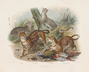 Leoparder och deras variationer (Felis pardalis)