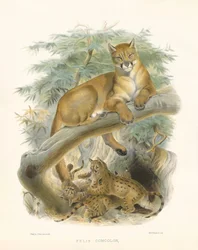 Bergslejon eller puma (Felis concolor)