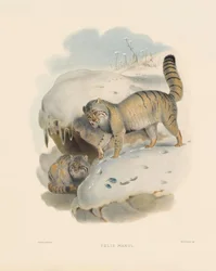Pallas katt (Felis manul)