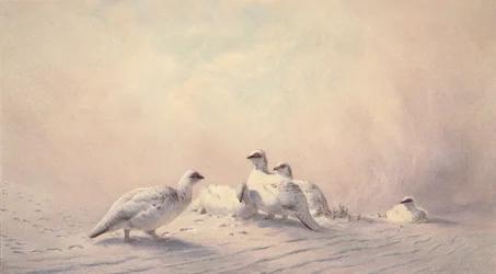 ripa, vinter, 1873 (wc)