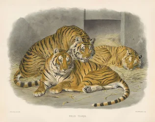 Kunglig bengalisk tiger (Felis tigris)