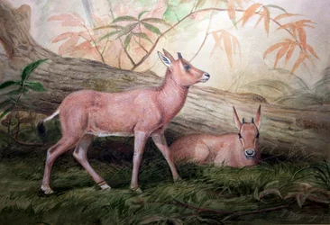 Scimitar Horned Oryx Calves, c.1850