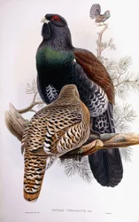 Wood Grouse