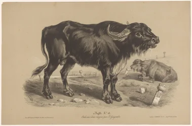 Buffel Buffalo (titel på objekt) Dierenstudies in twee soorten krijt (serietitel) Studera med två pennor av Z. Gengembre (serietitel)