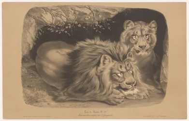 Lejon och lejoninna Lion et Lionne (titel på objekt) Djurstudier i två typer av krita (serietitel) Étude aux deux crayons par Z. Gengembre (serietitel på objekt)