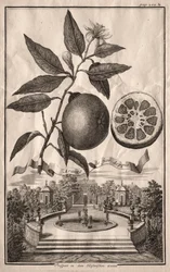 Nurnbergische Hesperides: Dubbel Aranzo de fior