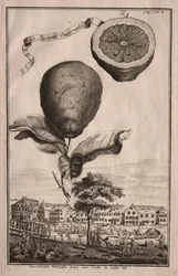 Nurnbergische Hesperides: The Imperial Luchetta
