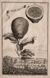 Nurnbergische Hesperides: La Luchetta Impoperiale, 1714.