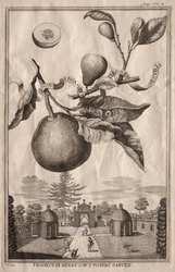 Nurnbergische Hesperides: Limon bergamott personzin gientile