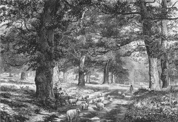 I Sherwood Forest, c1875.