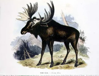 Älgen (Cervus alces) pedagogisk illustration pub. av Sällskapet för främjande av kristendomskundskap