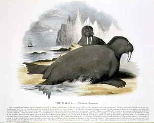 Valrossen (Trichecus rosmarus) pedagogisk illustration utgiven av Society for Promoting Christian Knowledge.