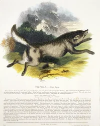 The Wolf (Canis lupus) pedagogisk illustration pub. av Society for Promoting Christian Knowledge, 1843 (akvatint)