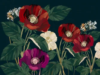 Eleganta mörka vallmor