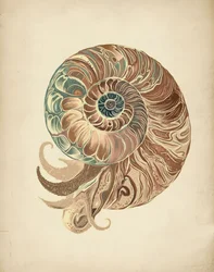 Elegant nautilusskal