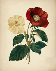 Eleganta röda och gula blommor