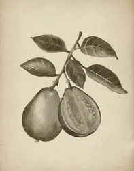 Botanisk studie av guava