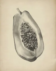 En halv tropisk papaya