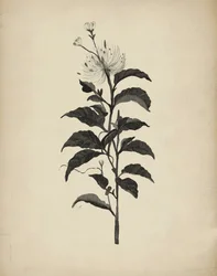 Vintage botanisk illustration