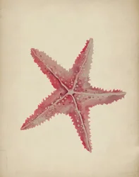 Vintage-rosa sjöstjärna