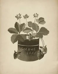 Illustration av jordgubbar i vintage-stil