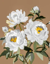 Vita pionblommor
