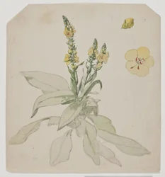 Blooming King Candle (ordrum)