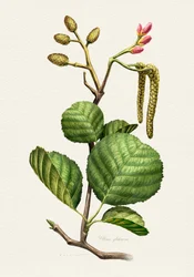 Botanisk studie av al