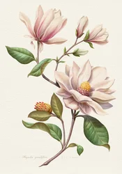 Rodnande magnoliablommor